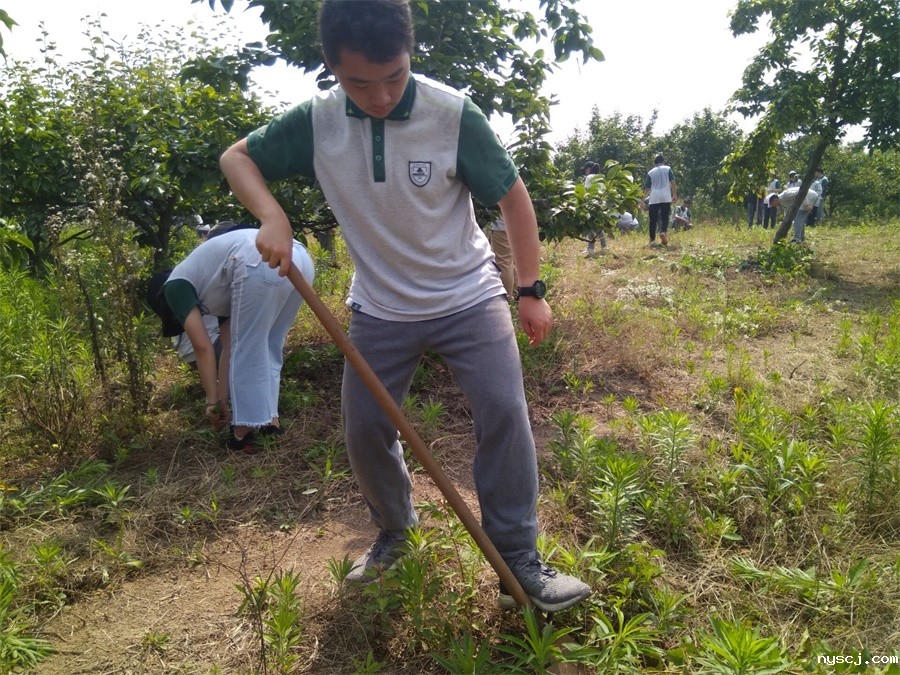 1560772988338192.jpg 铲草能手.jpg